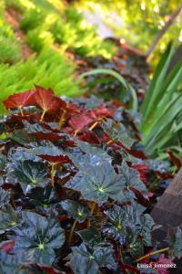 JOE HAYDEN BEGONIA